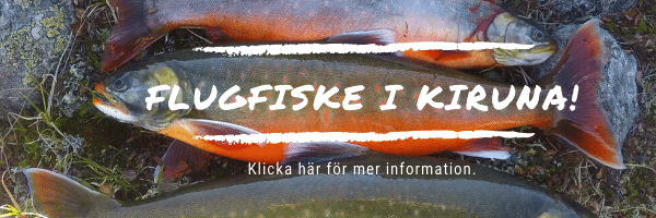Flugfiske i Kiruna